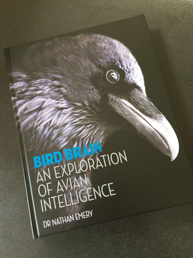 Bird Brain cover 2