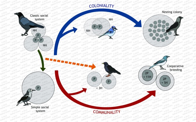 Avian Social Systems