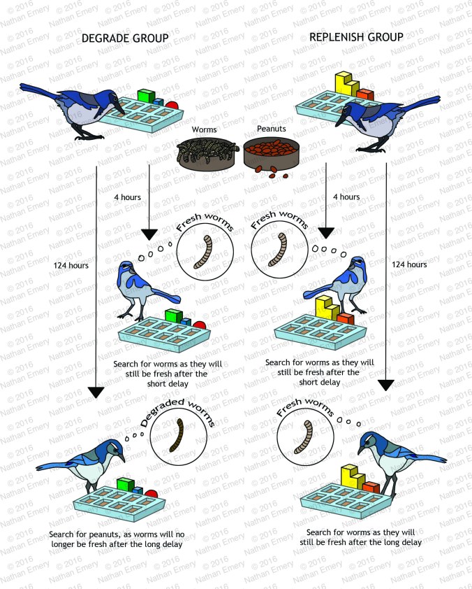 Episodic-like Memory in Jays