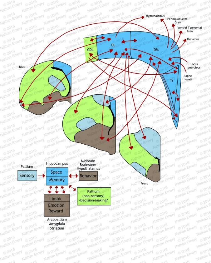 Hippocampal Connectivity