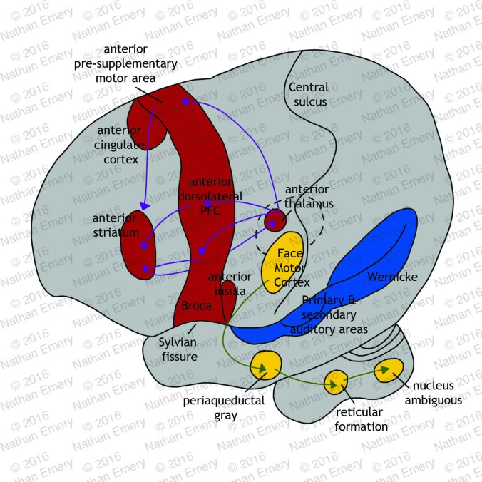 Human Language Circuit