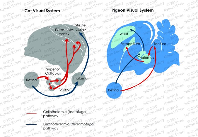 Visual System