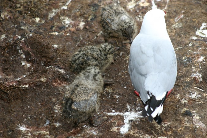 New Zealand Photos 317