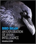 Bird Brain Cover